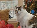 IMG_3219